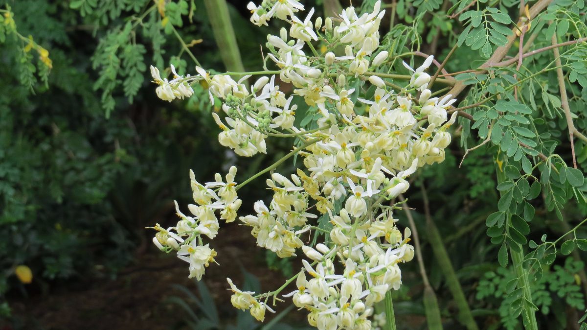 Moringa oleífera