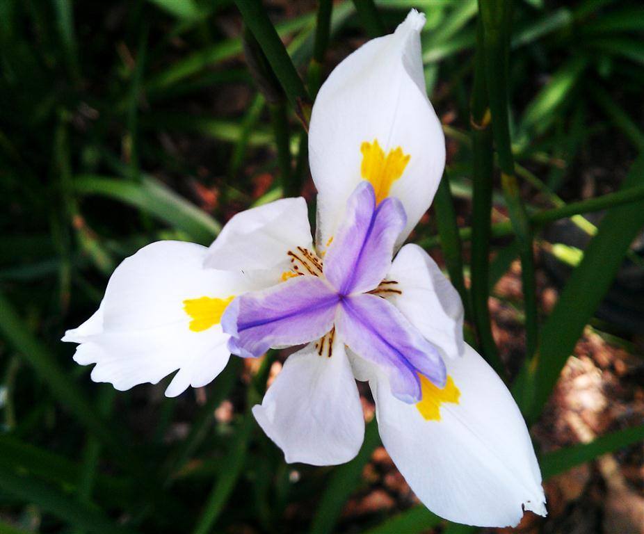 Moréia (Dietes iridoides)