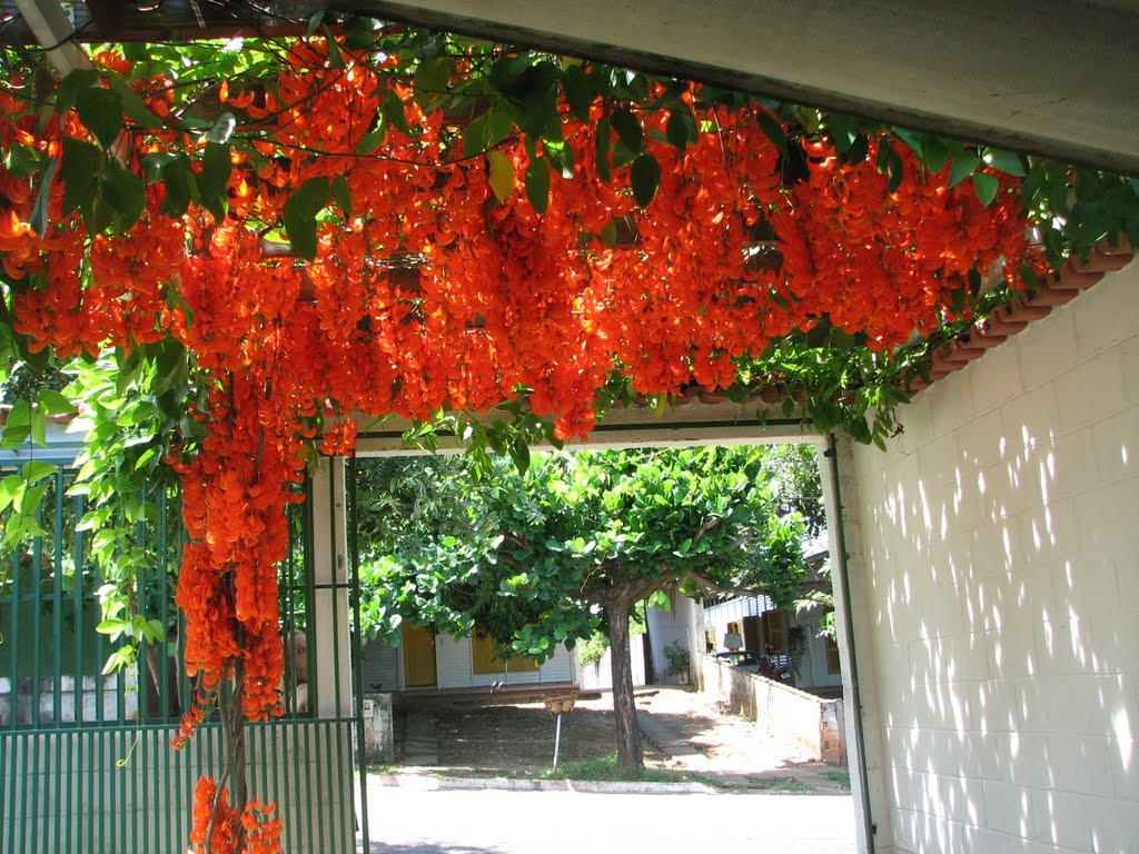 Mucuna novo-guineensis Scheff