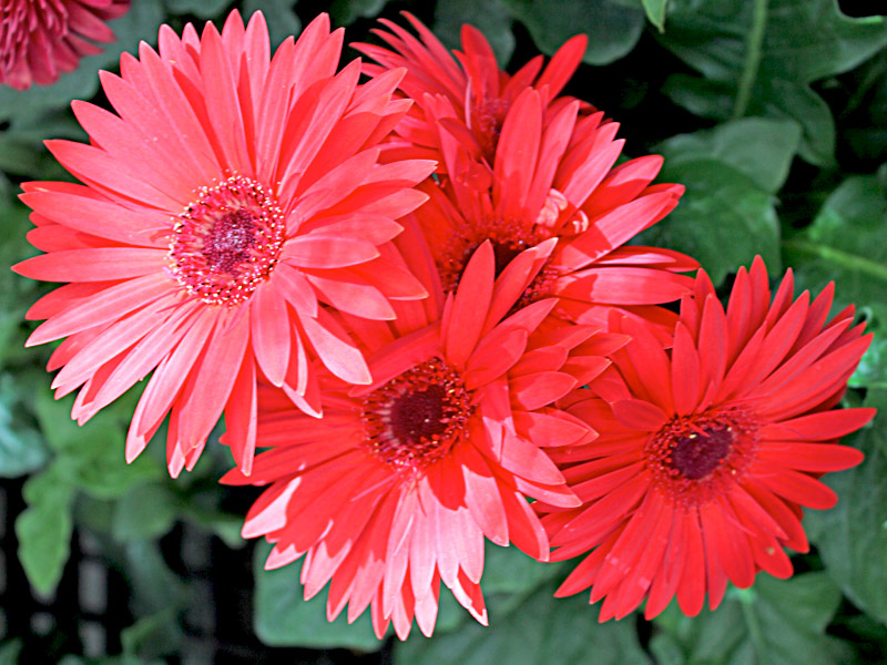 Gerbera