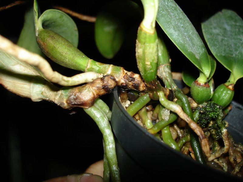 Murcha ou podridão de raiz e pseudobulbo