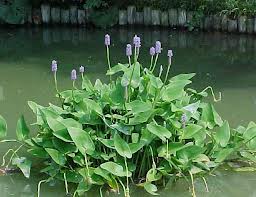 Murerê ou Rainha-dos-lagos (Pontederia rotundifolia)