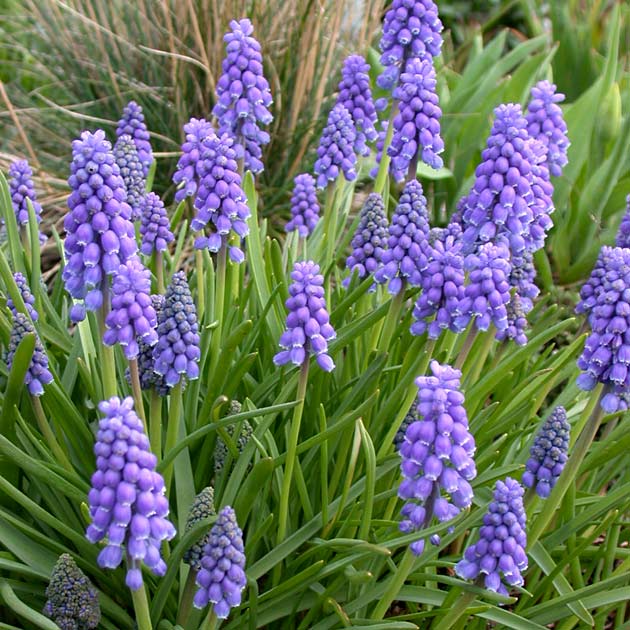 Muscari Armeniacum1