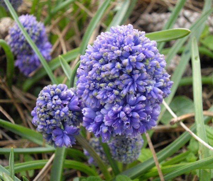 Muscari Armeniacum2