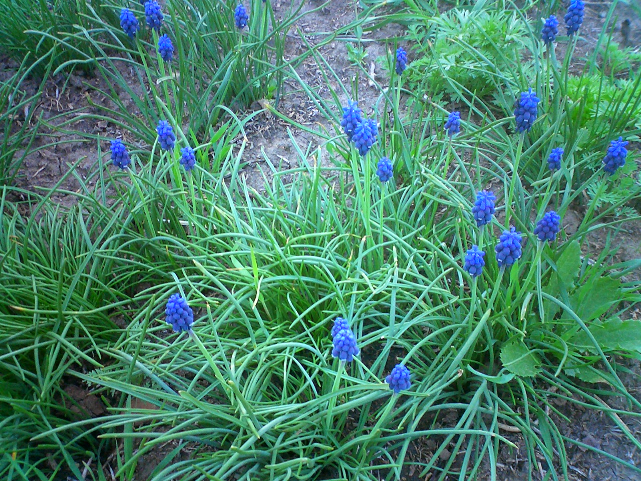 Muscari_armeniacum