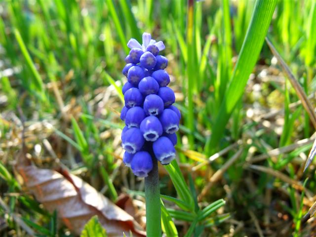 Muscari_armeniacum_04