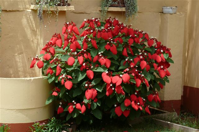 Mussaenda erythrophylla