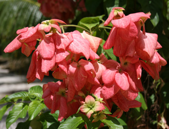 Mussaenda erythrophylla