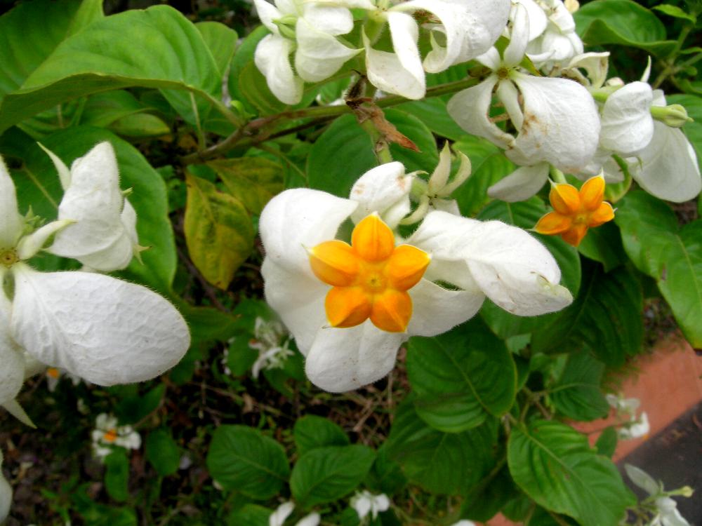 Mussaenda philippica