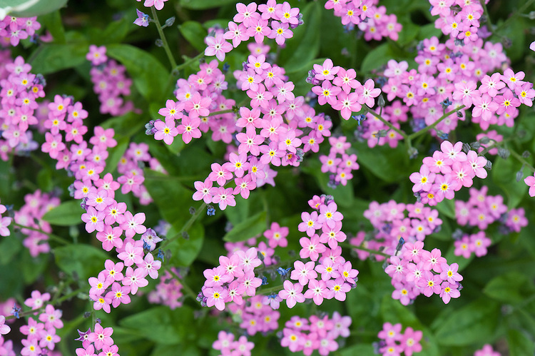 Myosotis sylvatica 'Rosylva'