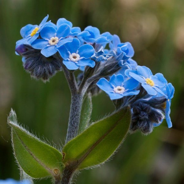 Myosotis alpestris