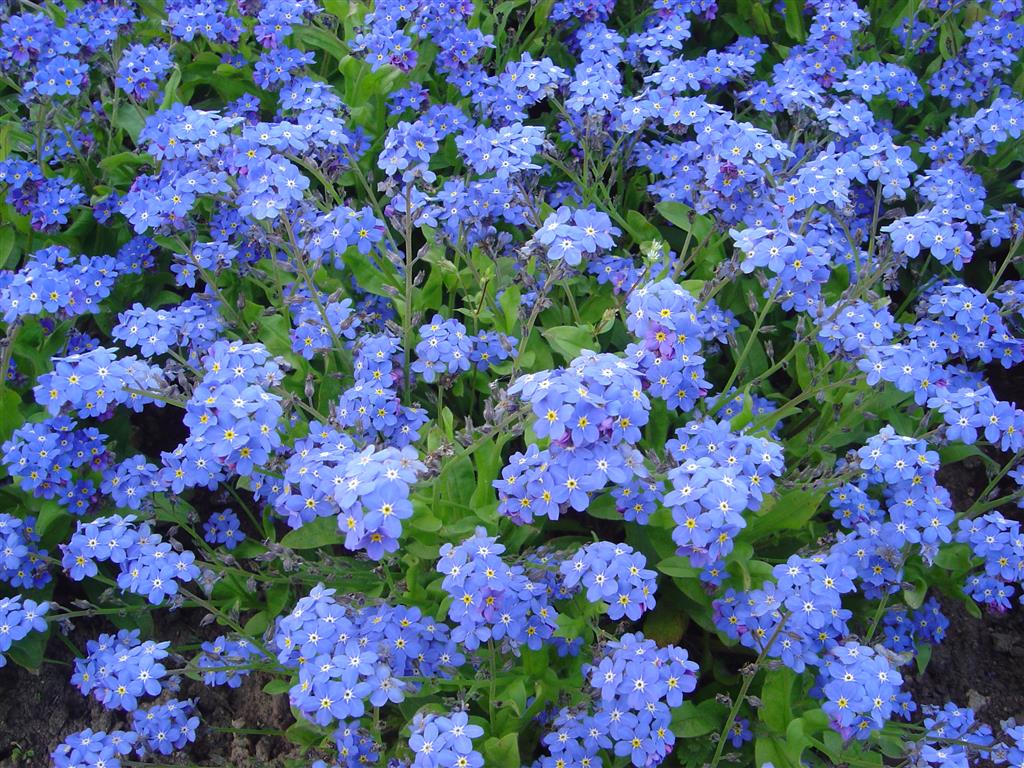 Myosotis00894