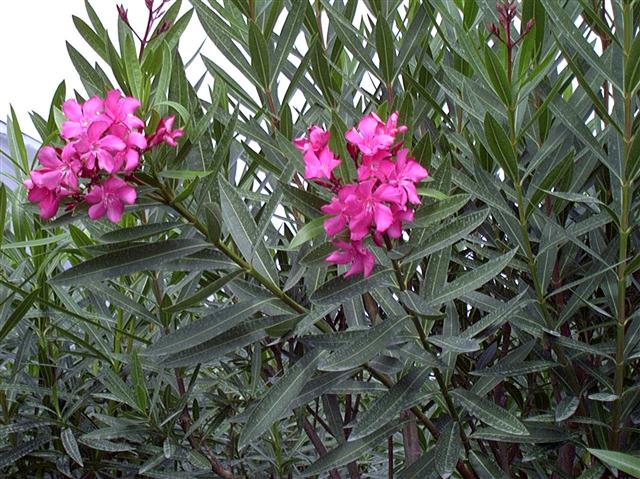 NERIUM OLEANDER (Small)