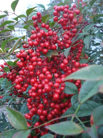 Nandina-domestica (Small)