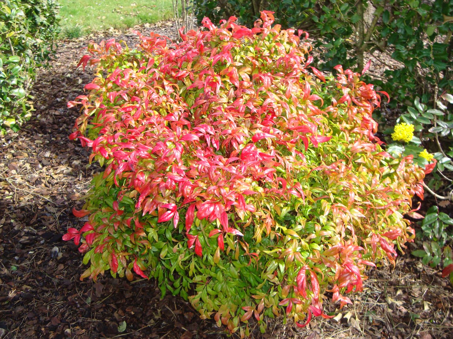 Nandina domestica_1