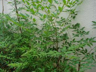 Nandina_domestica