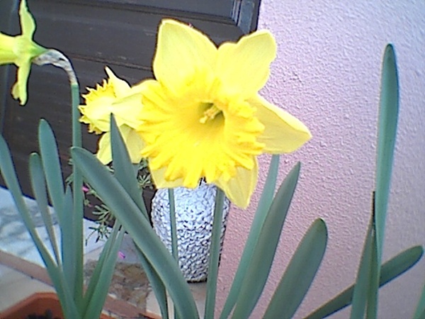 Narcisso-Narcissus.sp