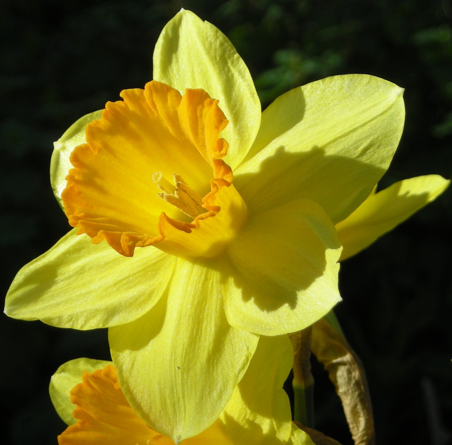 Narcissus Hybridus