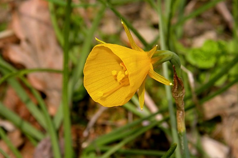 Narcissus bulbocodium