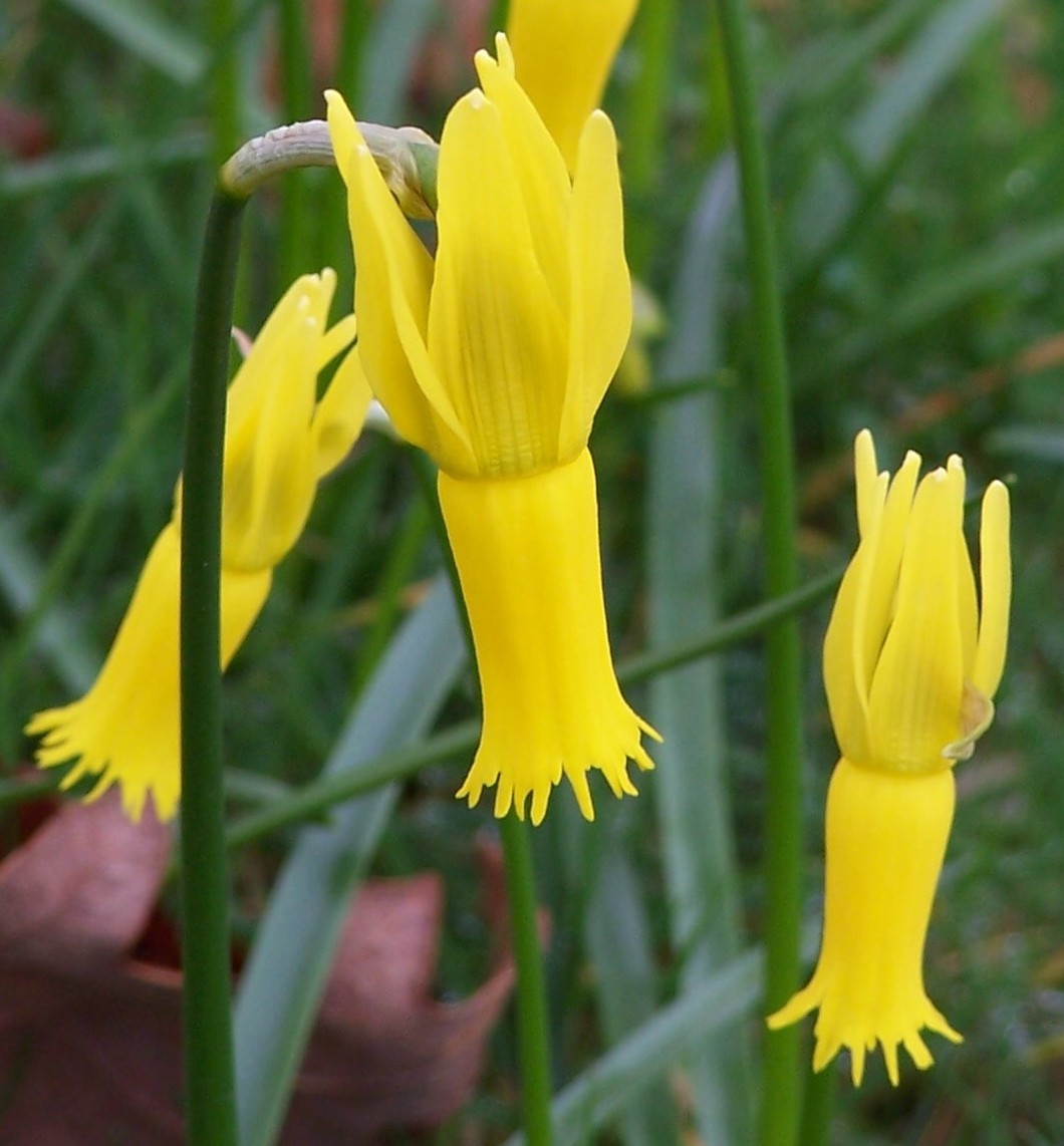 Narcissus-cyclamineus-716