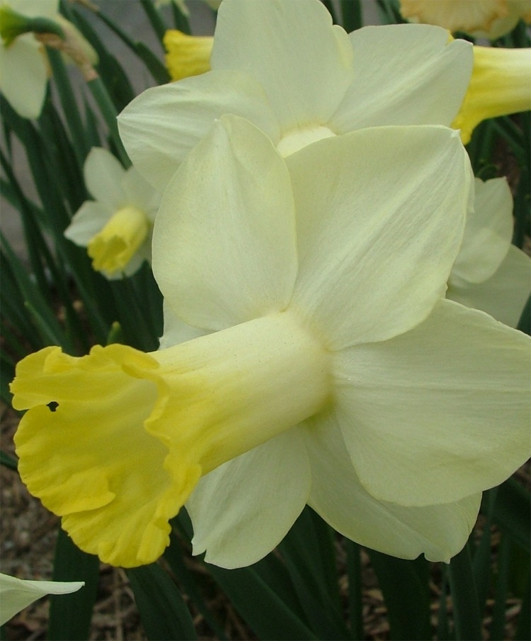 Narcissus cyclamineus DC