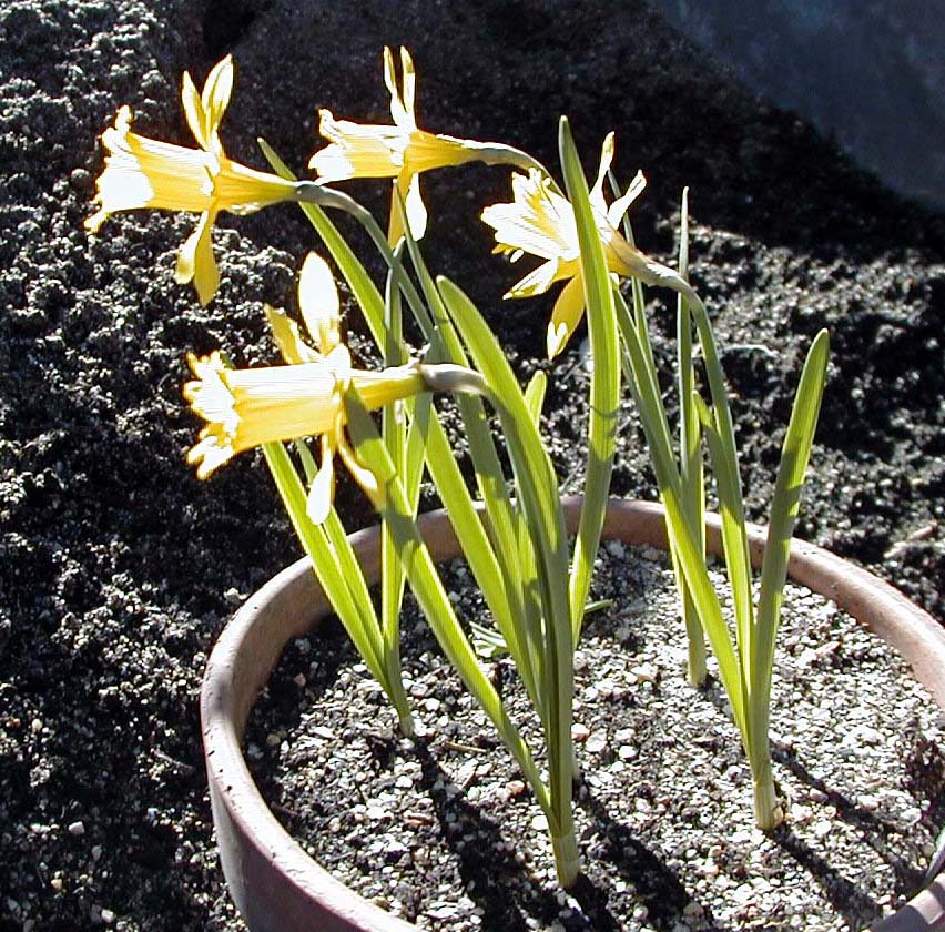 Narcissus eugeniae