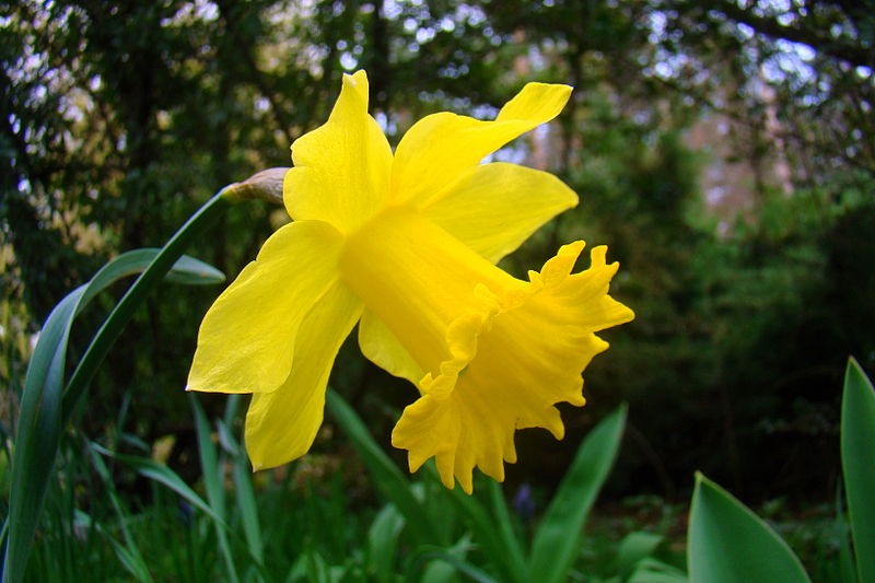 Narcissus pseudonarcissus