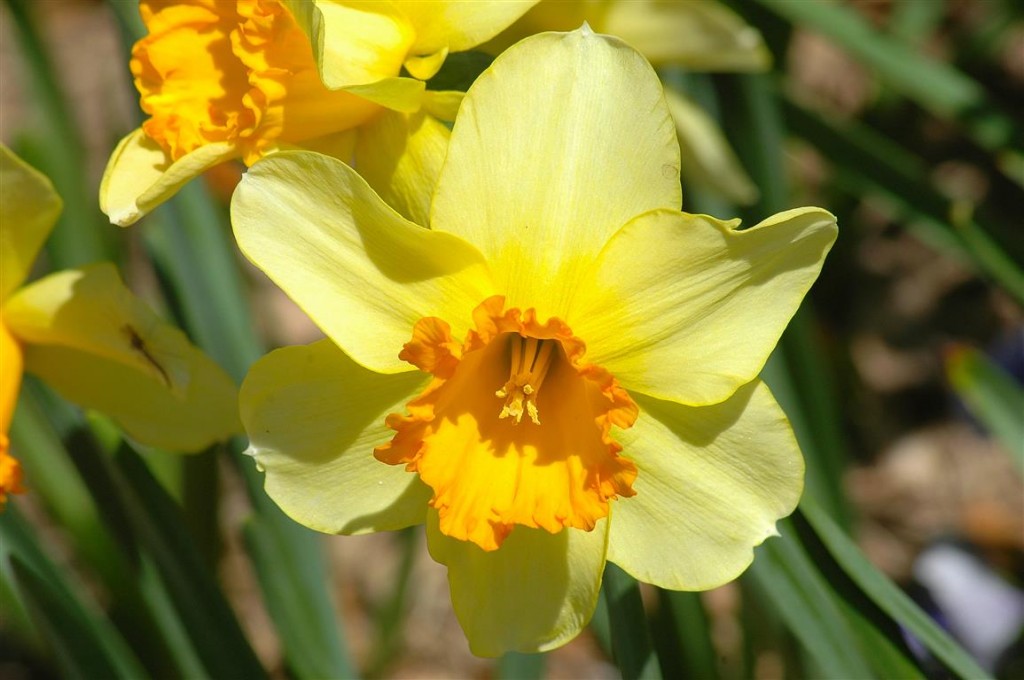 Narcissus spp 