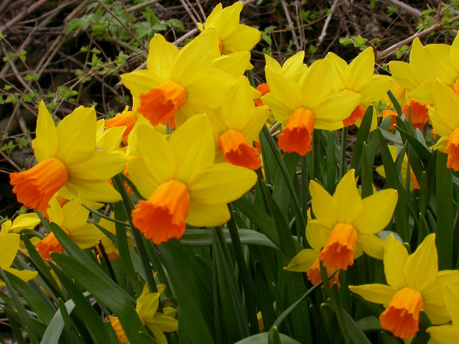 Narcissus_cyclamineus_032