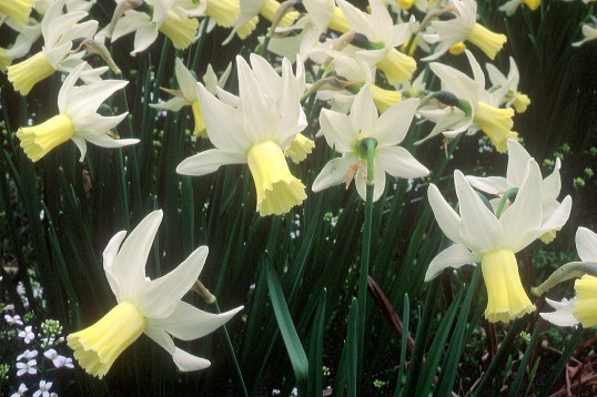 Narcissus_cyclamineus_12