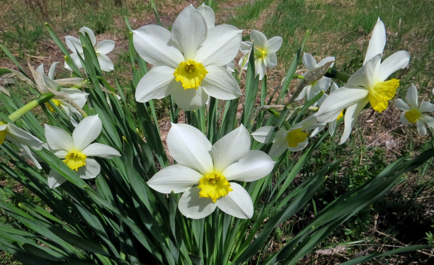 Narcissus_hybridus_3