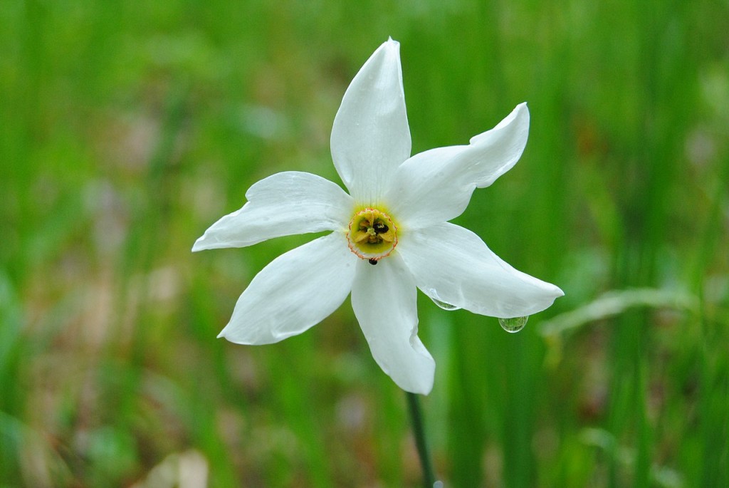 Narcissus_poeticus