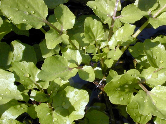 Nasturtium officinale