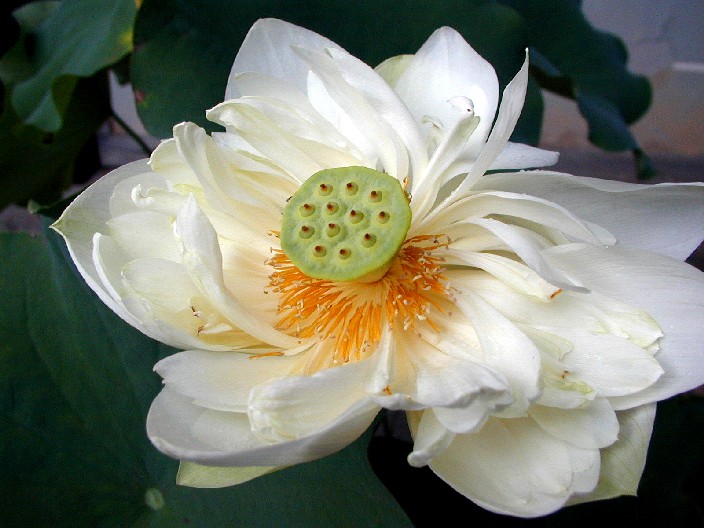 Nelumbo_nucifera