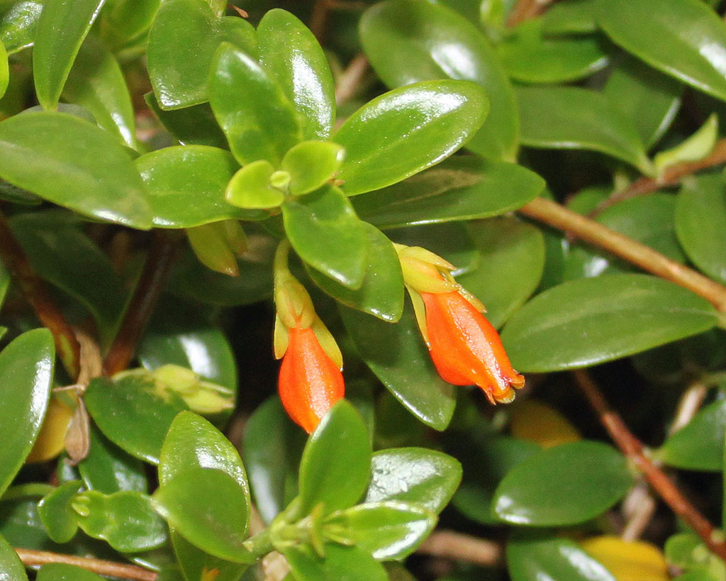 Nematanthus wettsteinii