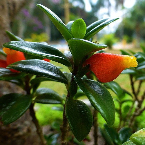 Nematanthus wettsteinii1