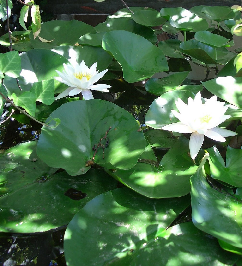 Nenufar, Nymphaea 154