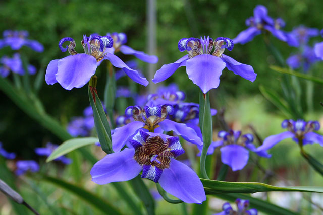 Neomarica_caerulea_2