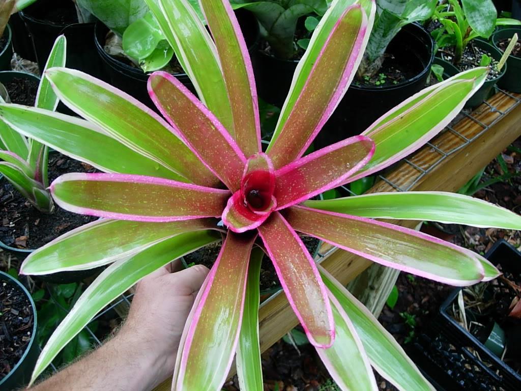 Neoregelia Sheba