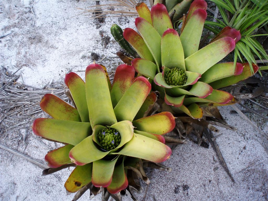 Neoregelia cruenta