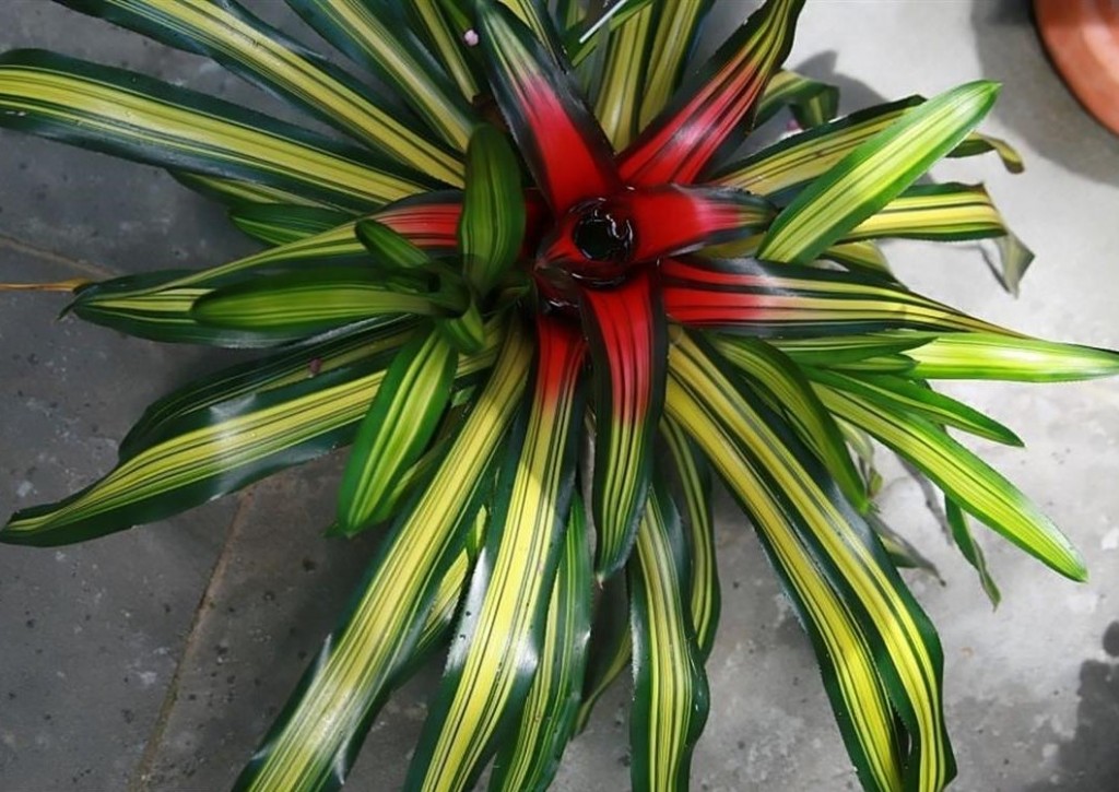 Neoregelia_carolinae_tricolor