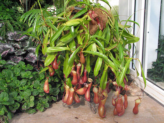 Nepenthes alata x ventricosa