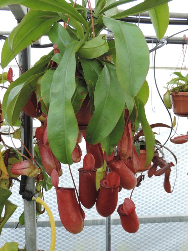 Nepenthes_peltata