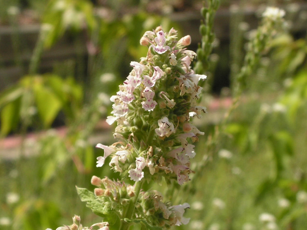 Nepeta cataria