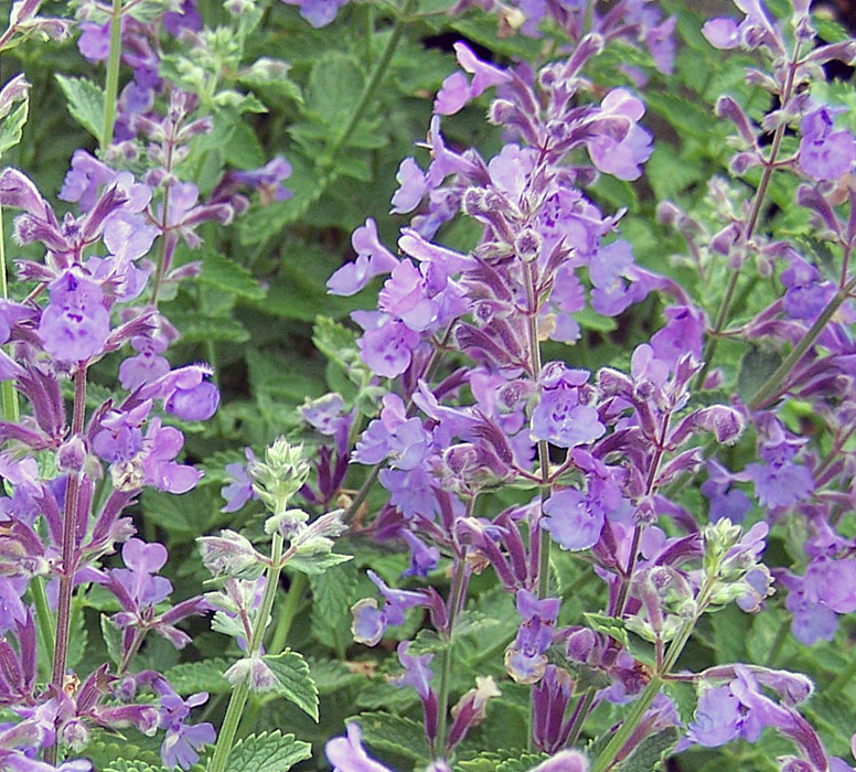 Nepeta_faassenii_4c