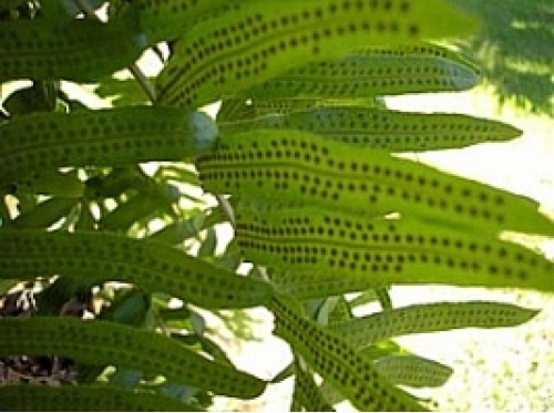 Nephrolepis polypodium