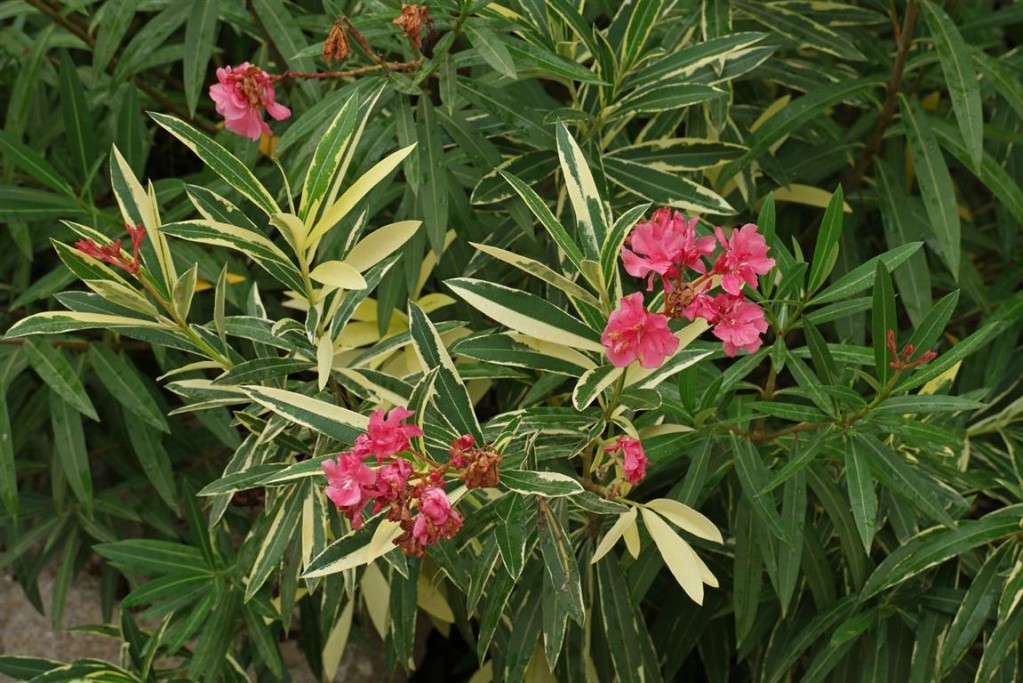 Nerium-oleander-Variegata