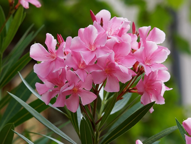 Nerium oleander 