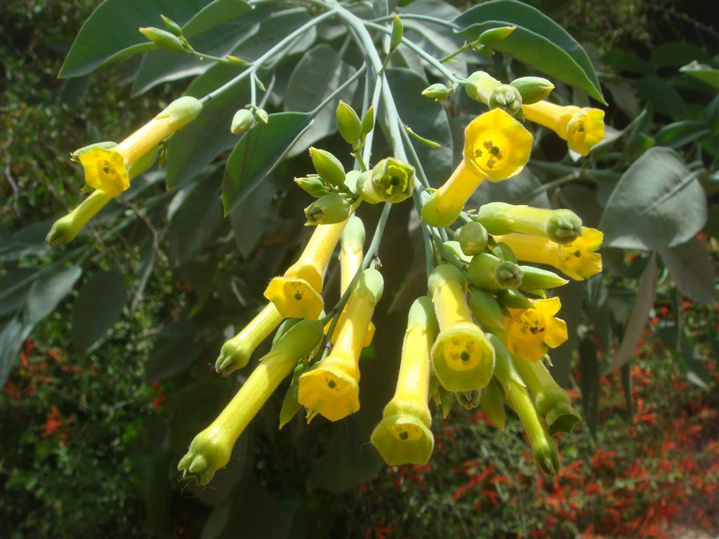 Nicotiana-glauca