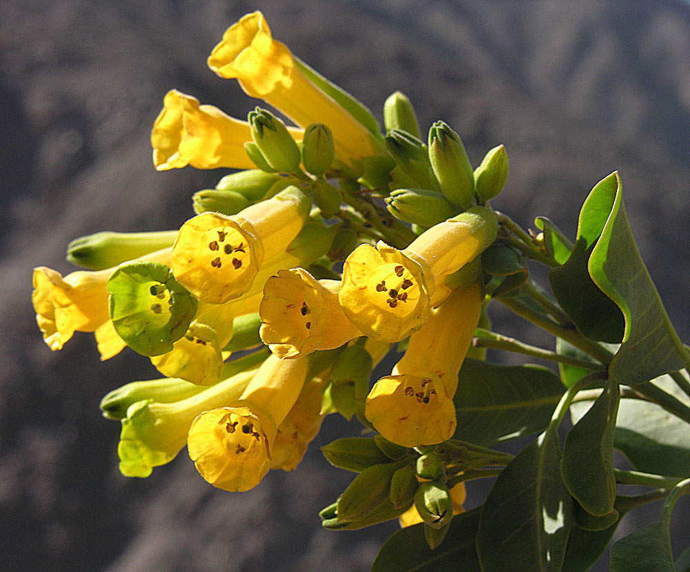 Nicotiana_glauca_